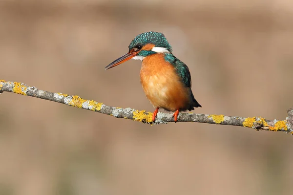 Fêmea Adulta Pesca Comum Kingfisher Seu Ramo Usual Final Tarde — Fotografia de Stock