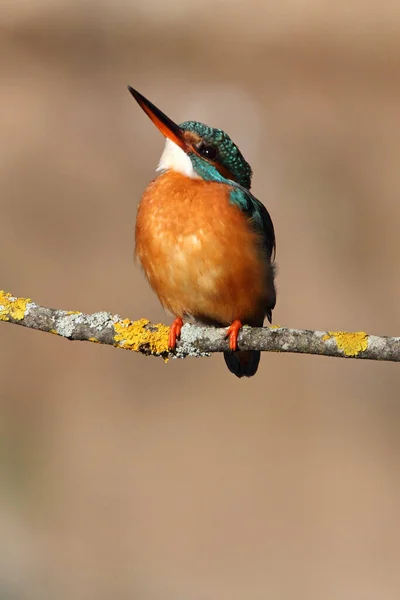 Fêmea Adulta Pesca Comum Kingfisher Seu Ramo Usual Final Tarde — Fotografia de Stock