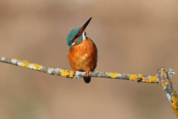 Fêmea Adulta Pesca Comum Kingfisher Seu Ramo Usual Final Tarde — Fotografia de Stock