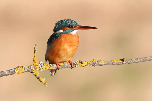 Fêmea Adulta Pesca Comum Kingfisher Seu Ramo Usual Final Tarde — Fotografia de Stock