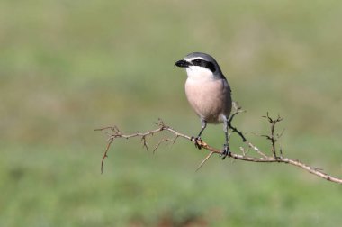 Güney gri örümceği, kuşlar, örümcekler, Lanius meridionalis