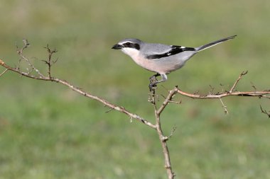 Güney gri örümceği, kuşlar, örümcekler, Lanius meridionalis
