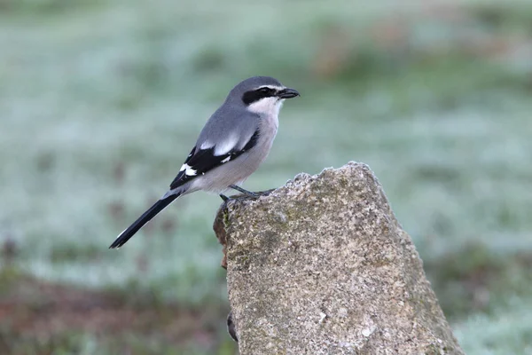 Würger Vögel Kriebelwürger Lanius Meridionalis — Stockfoto