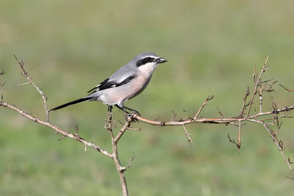 Shrike Gris Del Sur Aves Shrikes Lanius Meridionalis — Foto de Stock