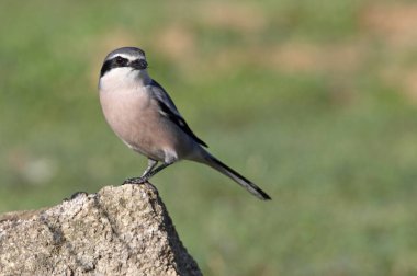 Güney gri örümceği, kuşlar, örümcekler, Lanius meridionalis