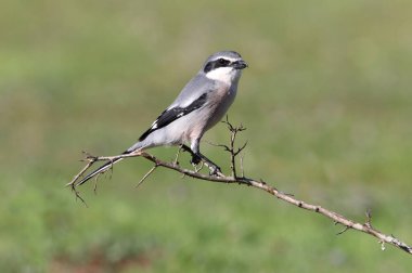 Güney gri örümceği, kuşlar, örümcekler, Lanius meridionalis