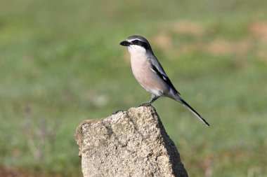 Güney gri örümceği, kuşlar, örümcekler, Lanius meridionalis