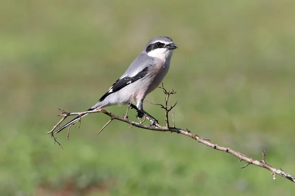 Pie Grièche Grise Sud Oiseaux Pies Grièches Lanius Meridionalis — Photo