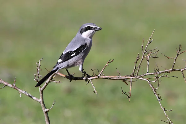 Camarão Cinzento Sul Aves Camarões Lanius Meridionalis — Fotografia de Stock