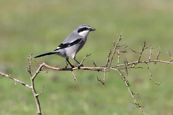 Sydlig Grå Rost Fåglar Shrikes Lanius Meridionalis — Stockfoto