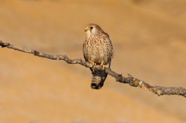 Küçük kerkenez, şahin, kuş, kerkenez, Falco naumanni 'nin dişisi