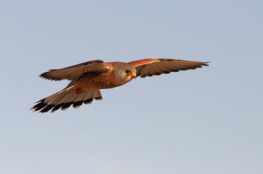 Küçük kerkenez uçan erkek, şahinler, kuşlar, kerkenez, Falco naumanni