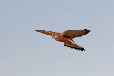 Küçük kerkenez uçan erkek, şahinler, kuşlar, kerkenez, Falco naumanni