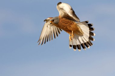 Küçük kerkenez uçan erkek, şahinler, kuşlar, kerkenez, Falco naumanni