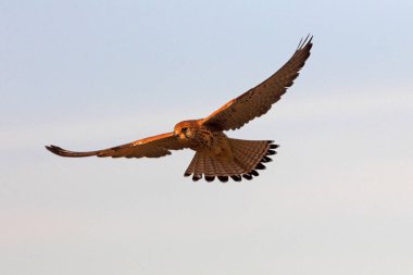 Küçük kerkenez, şahin, kuş, kerkenez, Falco naumanni 'nin dişisi