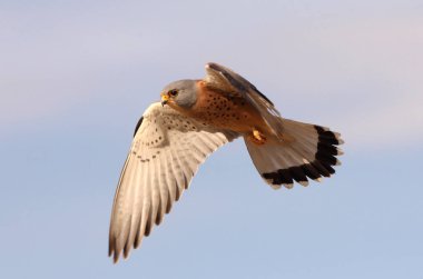 Küçük kerkenez uçan erkek, şahinler, kuşlar, kerkenez, Falco naumanni