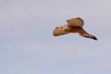 Küçük kerkenez uçan erkek, şahinler, kuşlar, kerkenez, Falco naumanni