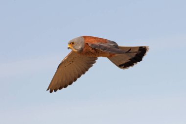 Küçük kerkenez uçan erkek, şahinler, kuşlar, kerkenez, Falco naumanni