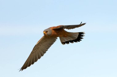 Küçük kerkenez uçan erkek, şahinler, kuşlar, kerkenez, Falco naumanni