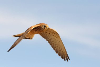Küçük kerkenez, şahin, kuş, kerkenez, Falco naumanni 'nin dişisi