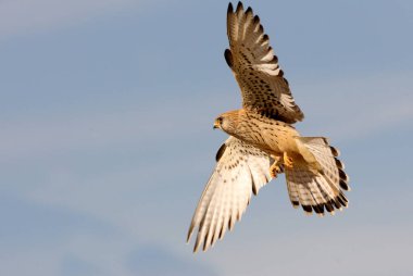 Küçük kerkenez, şahin, kuş, kerkenez, Falco naumanni 'nin dişisi