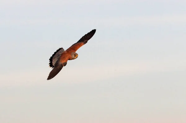 Vliegende Kleine Staartman Valken Vogels Estrel Falco Naumanni — Stockfoto