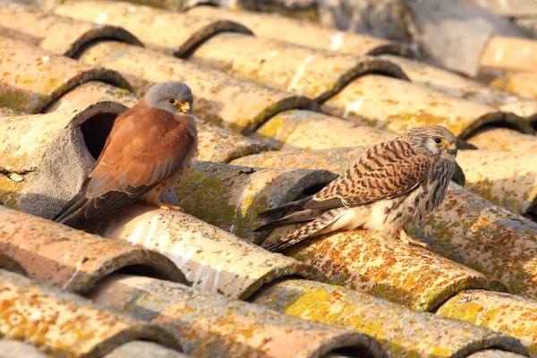 Çiftleşme mevsiminde Küçük Kerkenez 'in dişi ve erkeği Falco Naumanni.