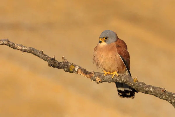 Küçük kerkenezin erkeği, şahinler, kuşlar, kerkenez, Falco naunanni