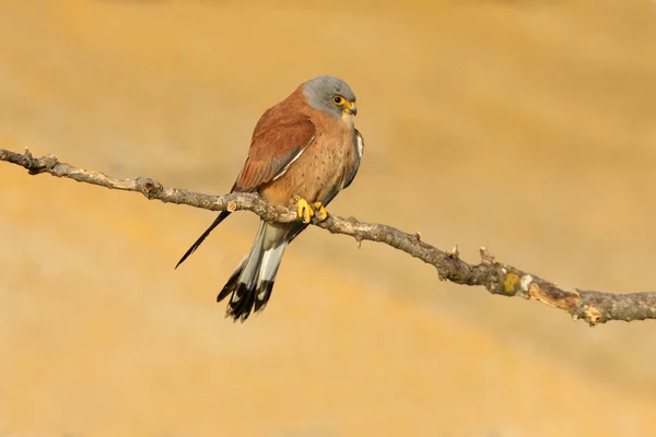 Männchen Des Turmfalken Falken Vögel Turmfalken Falco Naunanni — Stockfoto