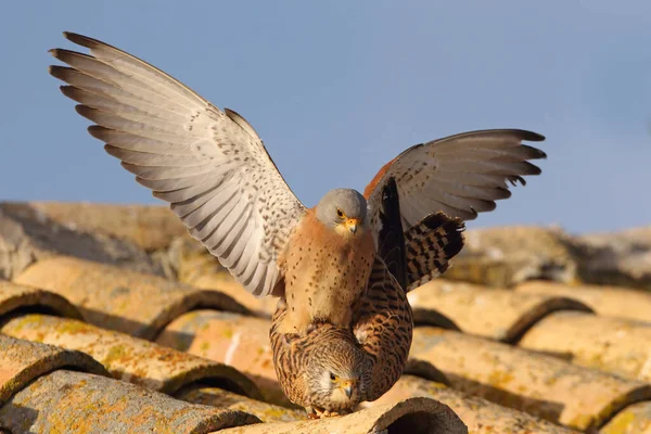 Male Female Lesser Kestrel Mating Season Falco Naumanni — Stock Photo, Image