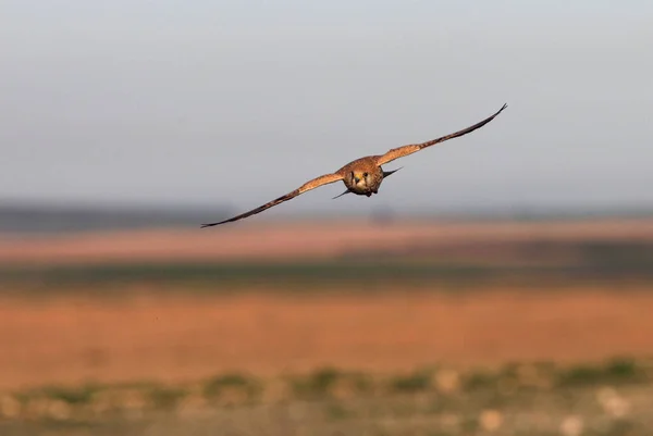 Weibchen Von Turmfalken Falken Vögeln Turmfalken Falco Naumanni — Stockfoto