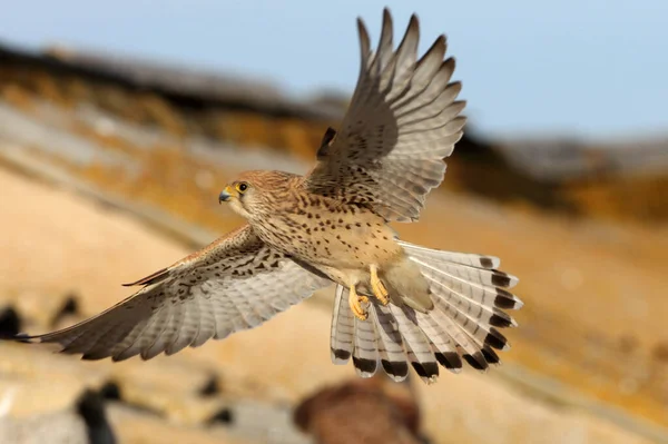 Γυναίκα Του Lesser Kestrel Γεράκι Πουλιά Kestrel Falco Naumanni — Φωτογραφία Αρχείου
