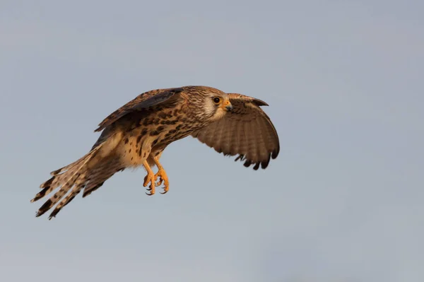 Feminino Menor Kestrel Falcão Aves Kestrel Falco Naumanni — Fotografia de Stock