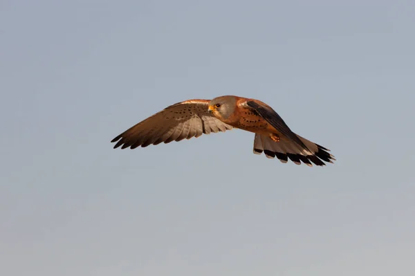 Küçük Kerkenez Uçan Erkek Şahinler Kuşlar Kerkenez Falco Naumanni — Stok fotoğraf