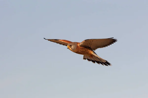 Masculino Kestrel Menor Voando Falcões Pássaros Kestrel Falco Naumanni — Fotografia de Stock