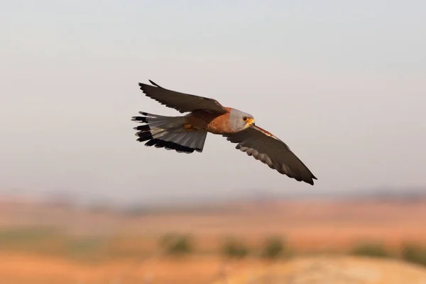 Vliegende Kleine Staartman Valken Vogels Estrel Falco Naumanni — Stockfoto