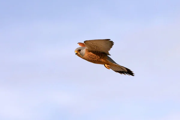 Male Lesser Kestrel Flying Falcons Birds Kestrel Falco Naumanni — Stock Photo, Image