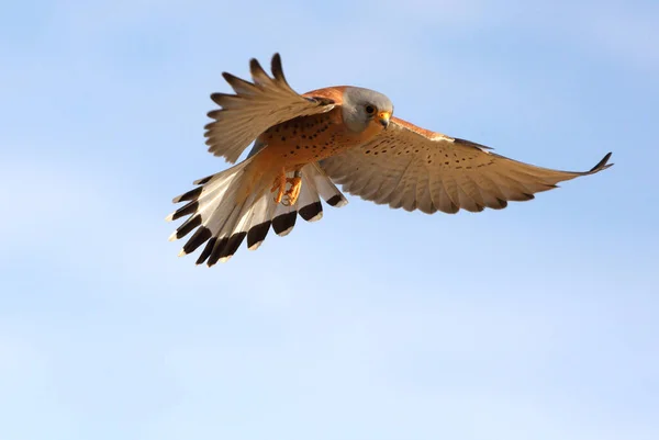 Macho Cernícalo Menor Volando Halcones Aves Cernícalo Falco Naumanni — Foto de Stock