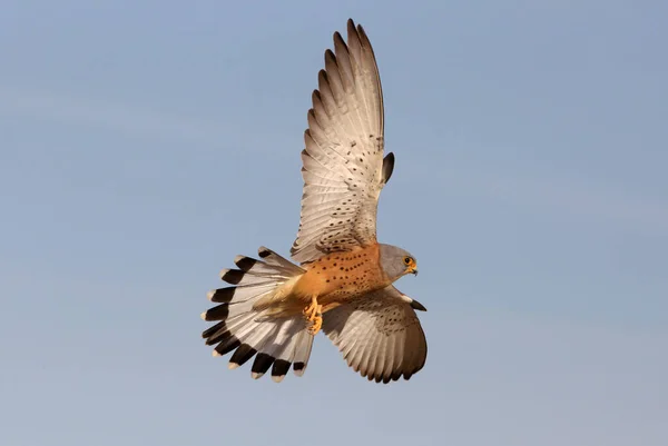 Male Lesser Kestrel Flying Falcons Birds Kestrel Falco Naumanni — Stock Photo, Image