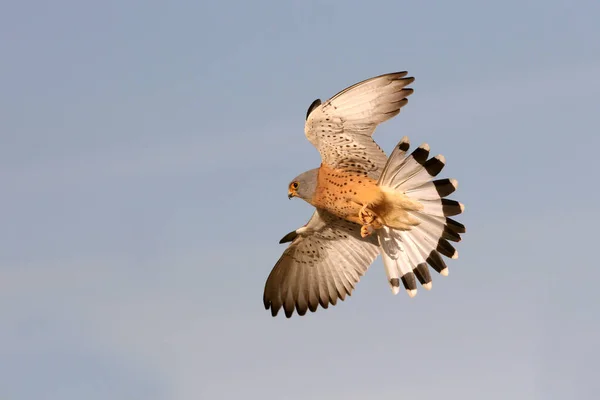 Vliegende Kleine Staartman Valken Vogels Estrel Falco Naumanni — Stockfoto