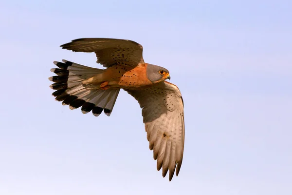 Vliegende Kleine Staartman Valken Vogels Estrel Falco Naumanni — Stockfoto