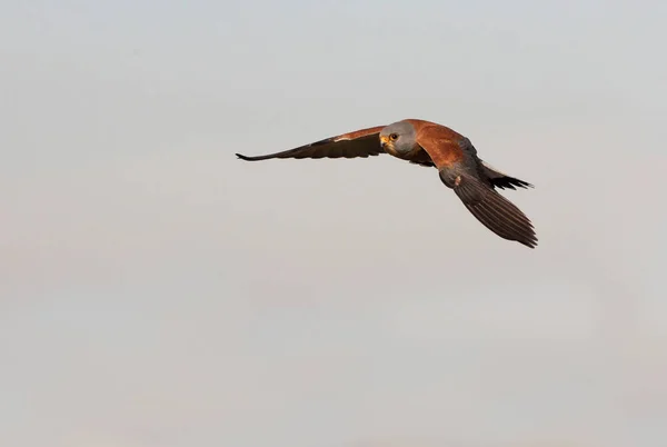 Male Lesser Kestrel Flying Falcons Birds Kestrel Falco Naumanni — Stock Photo, Image