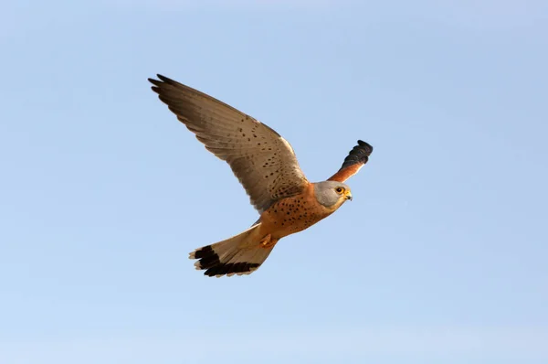 Male Lesser Kestrel Flying Falcons Birds Kestrel Falco Naumanni — Stock Photo, Image