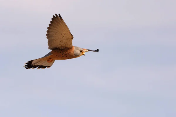 Macho Cernícalo Menor Volando Halcones Aves Cernícalo Falco Naumanni — Foto de Stock