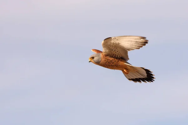 Мужчина Малой Пустельги Летающий Соколы Птицы Пустельга Falco Naumanni — стоковое фото