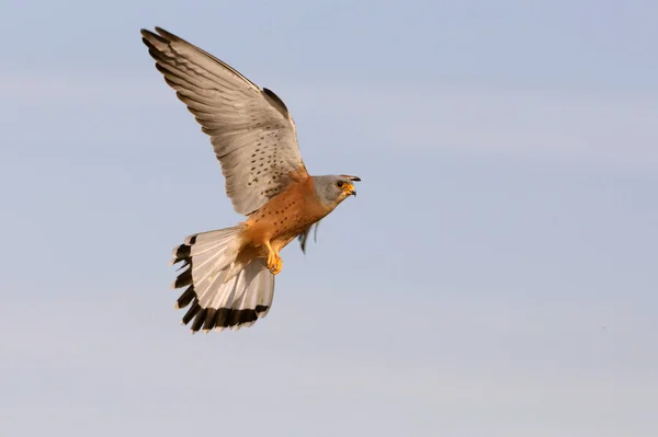 Vliegende Kleine Staartman Valken Vogels Estrel Falco Naumanni — Stockfoto