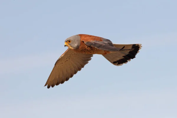 Vliegende Kleine Staartman Valken Vogels Estrel Falco Naumanni — Stockfoto