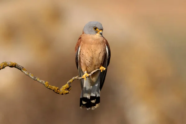 Male Lesser Kestrel Falcons Birds Kestrel Falco Naunanni — Stock Photo, Image