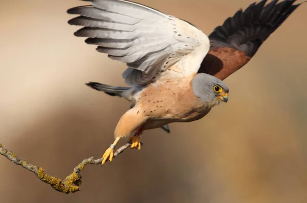 Vliegende Kleine Staartman Valken Vogels Estrel Falco Naumanni — Stockfoto