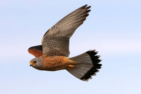 Macho Cernícalo Menor Volando Halcones Aves Cernícalo Falco Naumanni —  Fotos de Stock